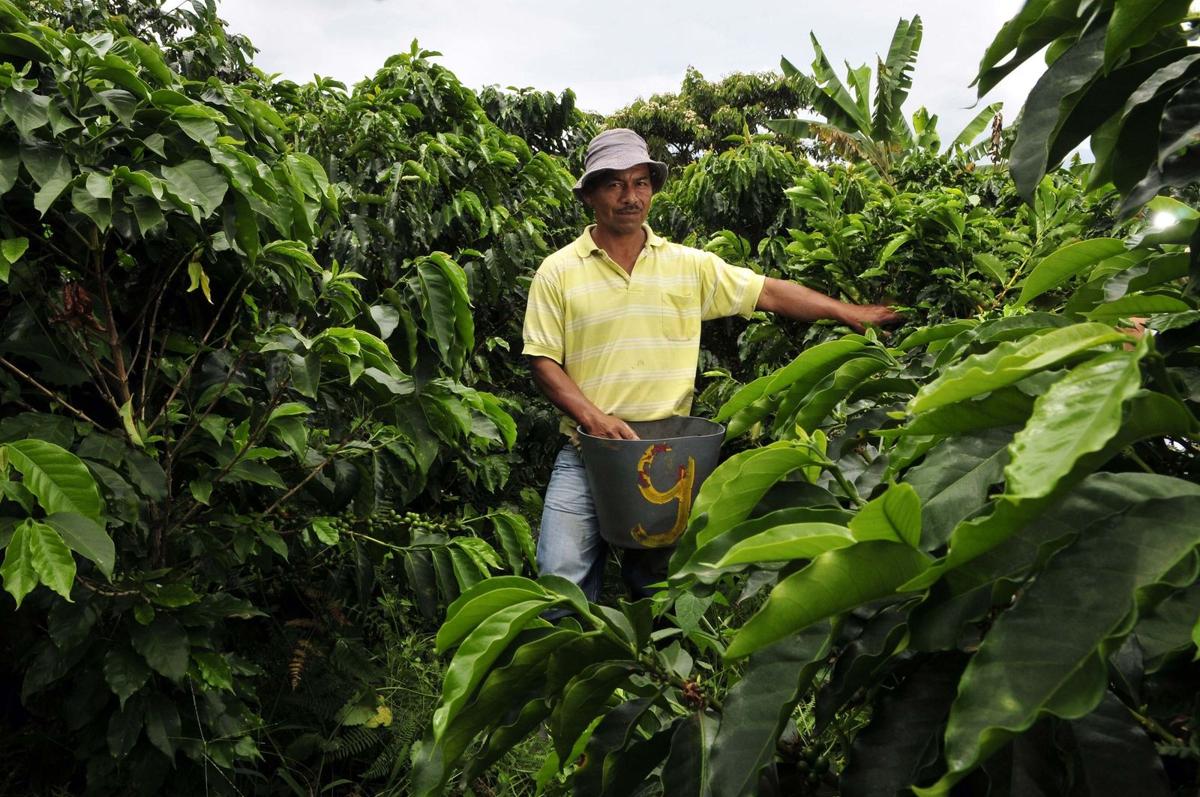 Caficultor colombiano entre sus cafetos